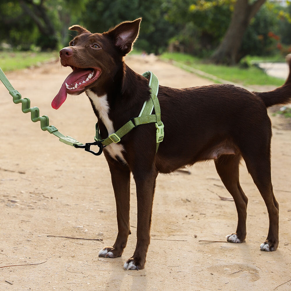 MOSS SOFTER WALK HARNESS