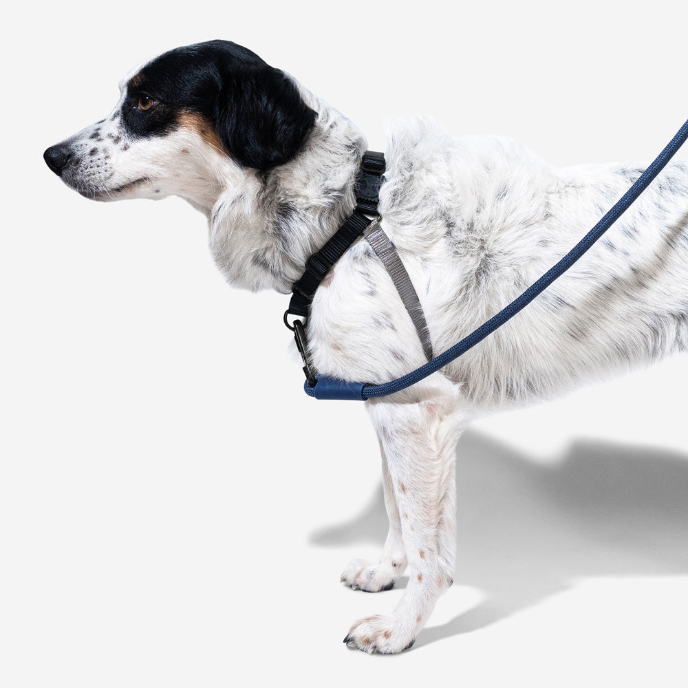 GOTHAM SOFT-WALK HARNESS