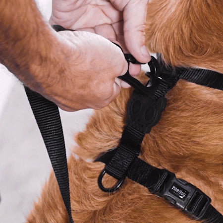 Velvet Vibes Dropout H-Harness