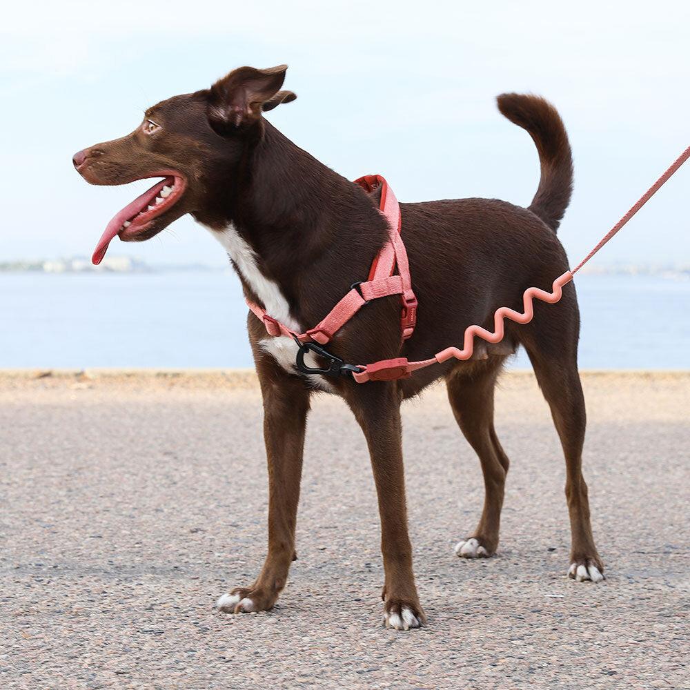 CANYON SOFTER WALK HARNESS