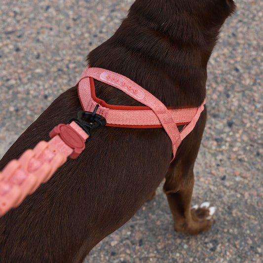 CANYON SOFTER WALK HARNESS