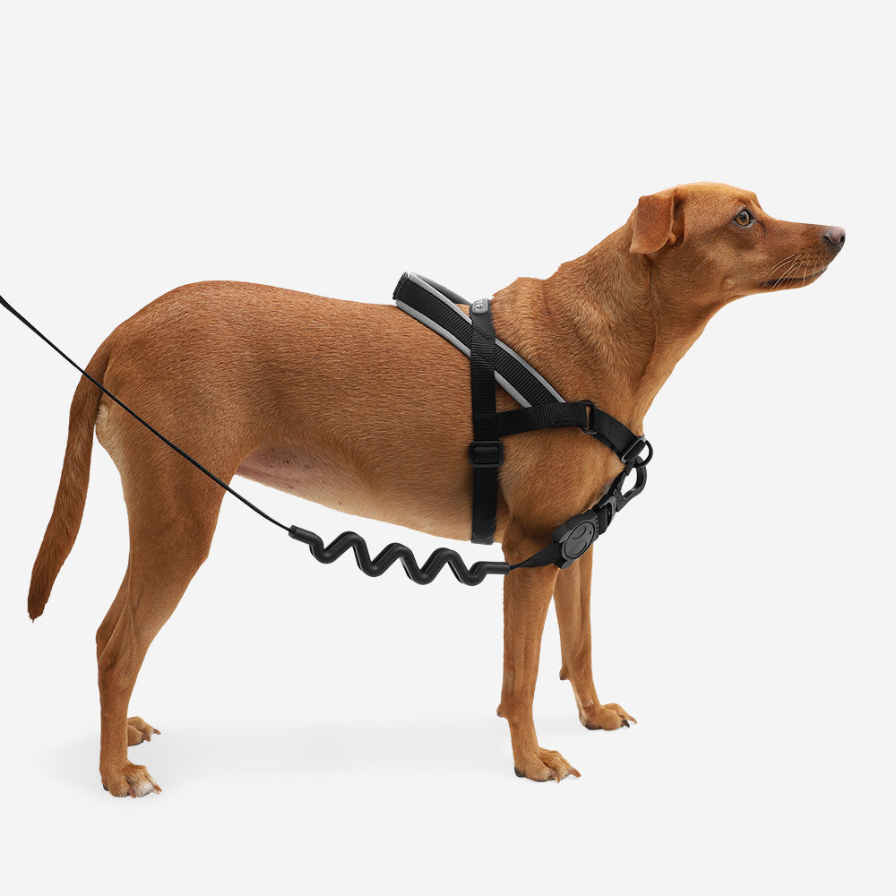 GOTHAM SOFTER WALK HARNESS