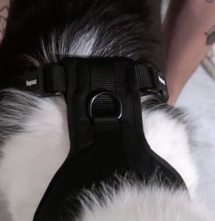 H3D JELLY ADJUSTABLE AIR MESH HARNESS