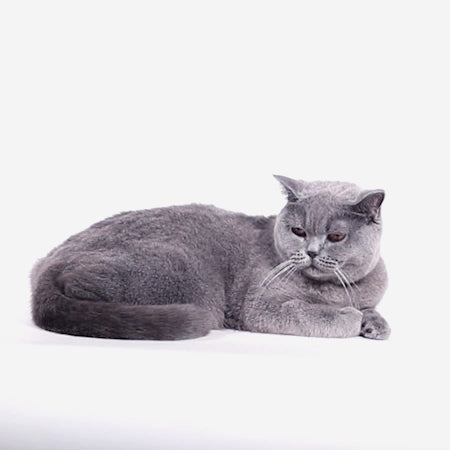 H3D JELLY CAT HARNESS + LEASH