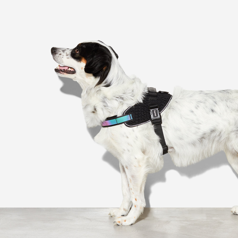 GOTHAM FLYHARNESS