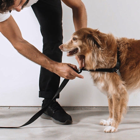 BIT SOFT-WALK HARNESS