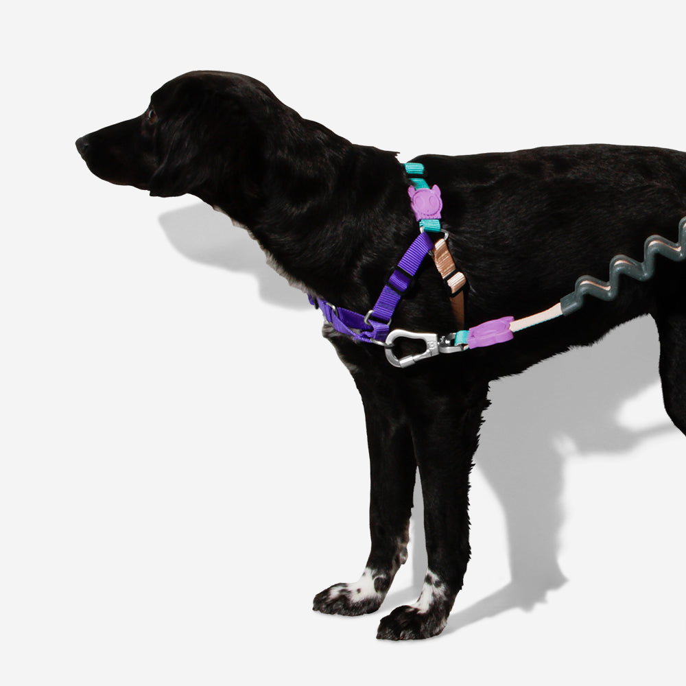 BOOGIE SOFT-WALK HARNESS