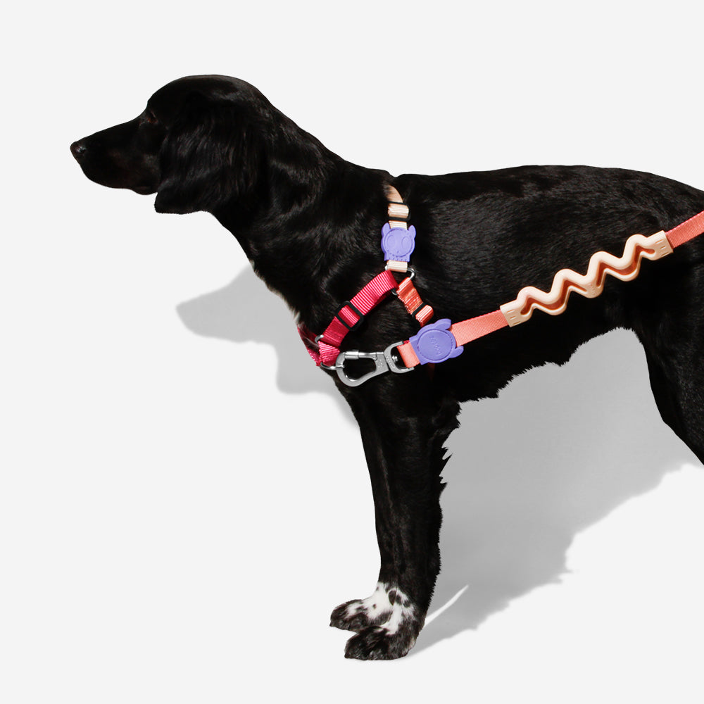 CINNAMON SOFT-WALK HARNESS