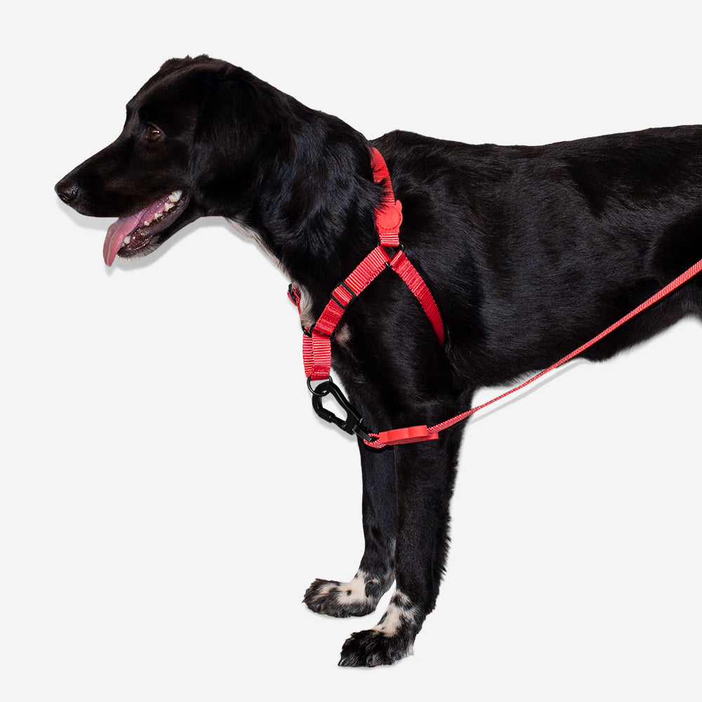 NEON CORAL SOFT-WALK HARNESS