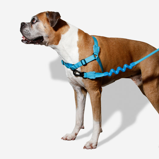 ULTIMATE BLUE SOFT-WALK