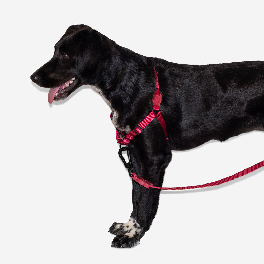 BORDEAU SOFT-WALK HARNESS