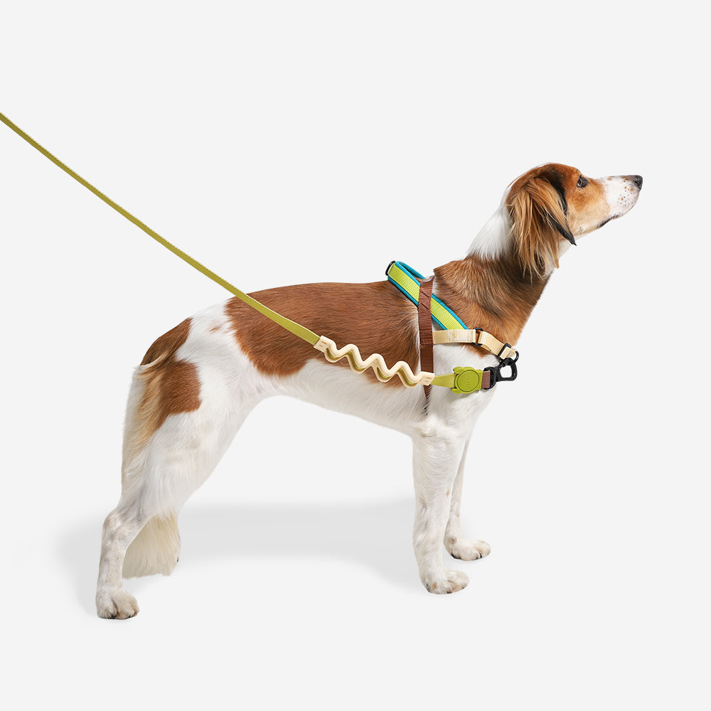 AVOCADO SOFTER WALK HARNESS