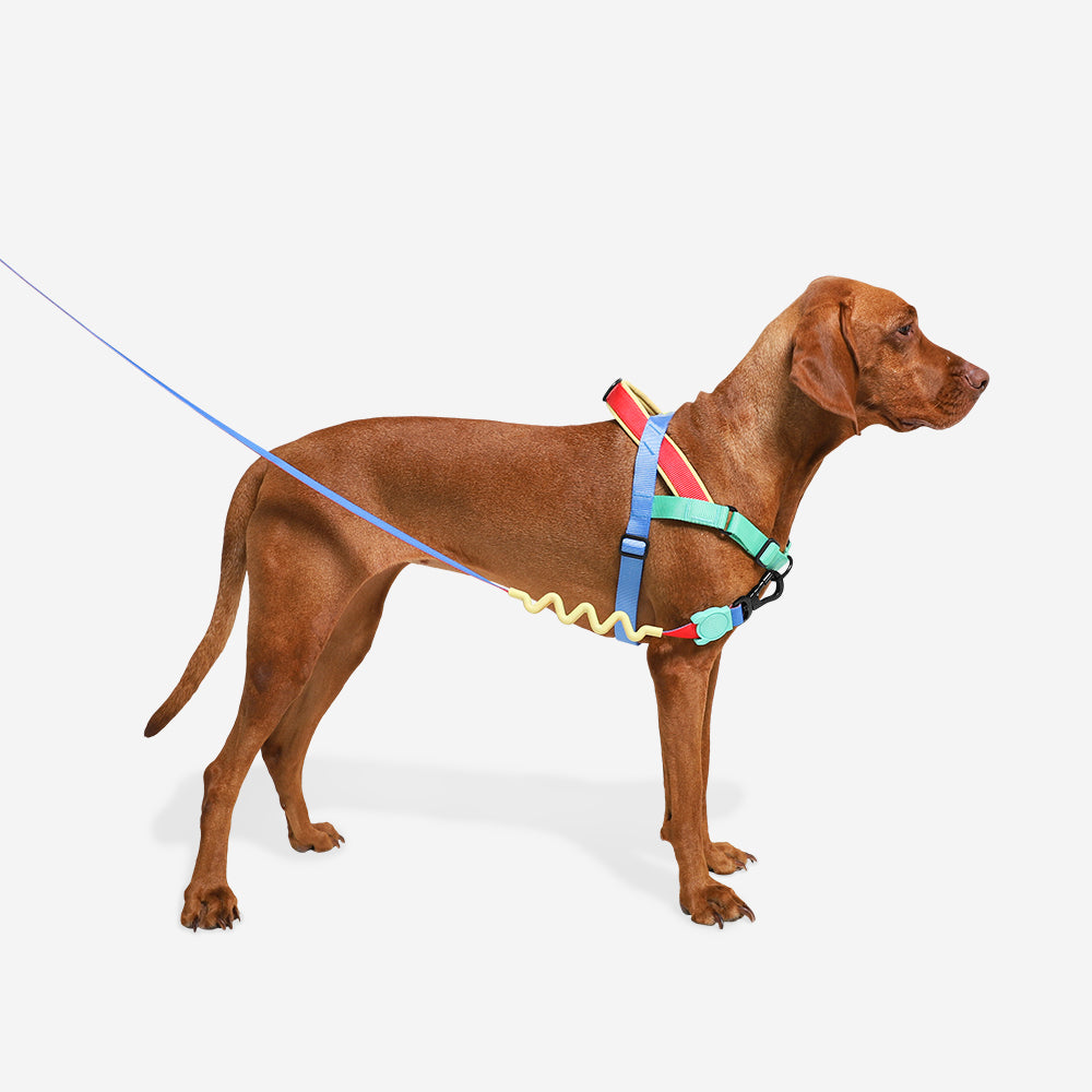 MELLOW SOFTER WALK HARNESS