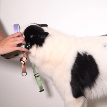 PEACH SOFTER WALK HARNESS
