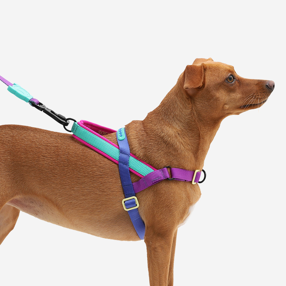 SHOCKWAVE SOFTER WALK HARNESS