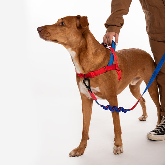 SPIDERMAN SOFTER WALK HARNESS