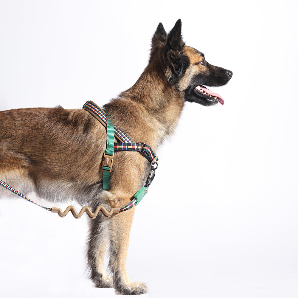 Travis Softerwalk Harness