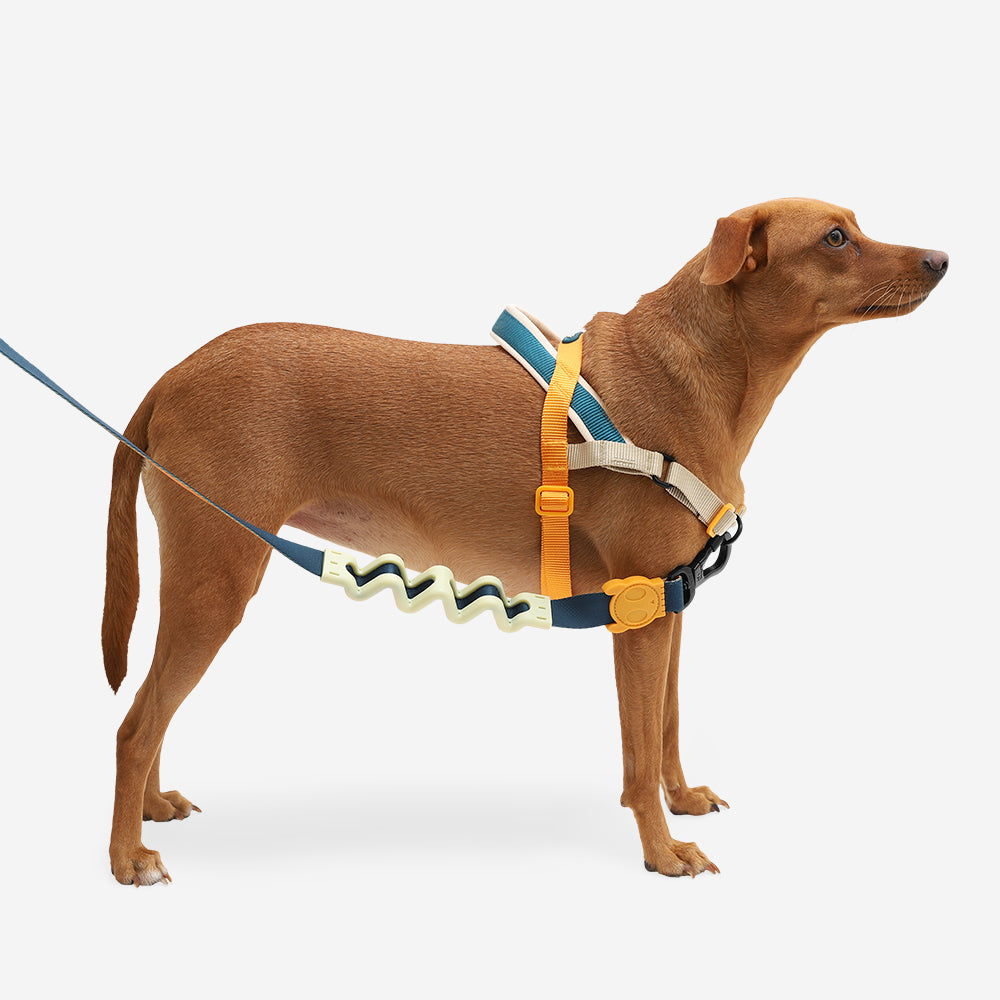 VOYAGE SOFTER WALK HARNESS